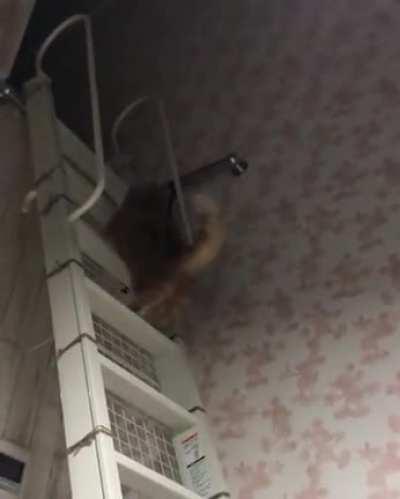 He is chonking up the stairs