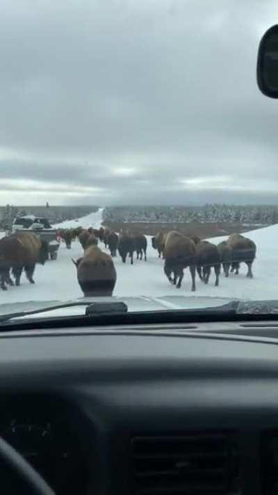 I could only wish for this type of traffic jam!