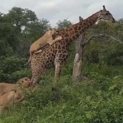 A giraffe manages to stay standing as a pride of lions attempt to take it down at the Klaserie Game Reserve. The lions eventually gave up after a 5-hour struggle and the giraffe lived to see another day.