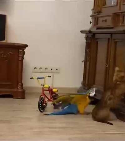 Begone foul beast! My people need me.