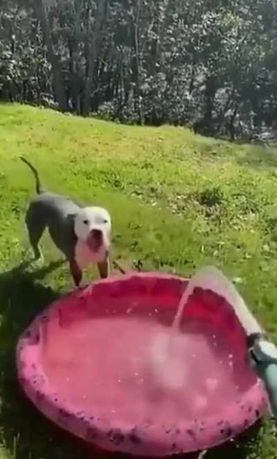 Stupid-cute Doggie haha