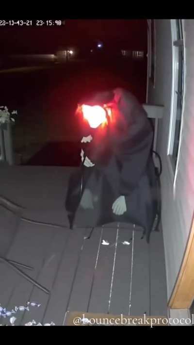 Possum grabbing some sweets gets a surprise!