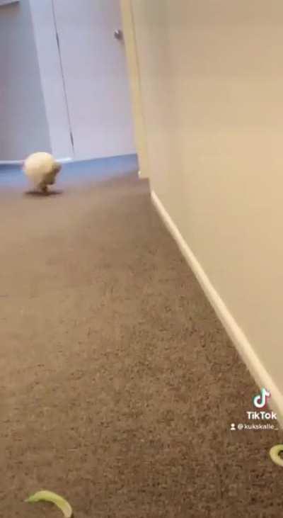 Jasper woke up and chose speed this morning 😂