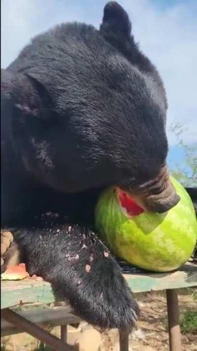 Water malon for the bear