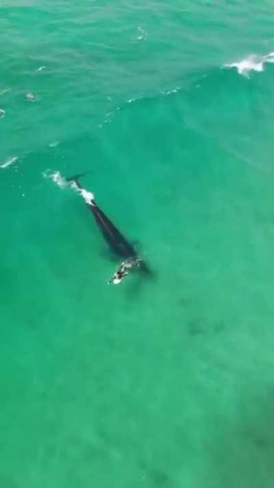 A Whale and Surfers waiting for the perfect wave and the Whale takes it