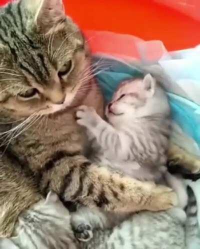 This one don't want milk she only wants to play with her mom