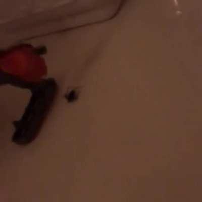 In the tub, thought it was dead 🤷🏼‍♂️