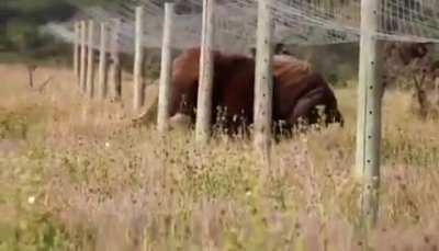 To prevent elephants go getting in/out