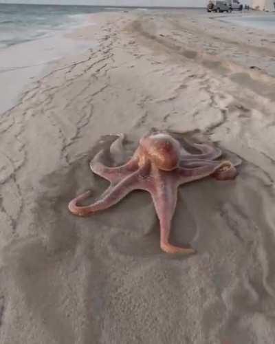 CGI - Octopus taking a stroll on the beach