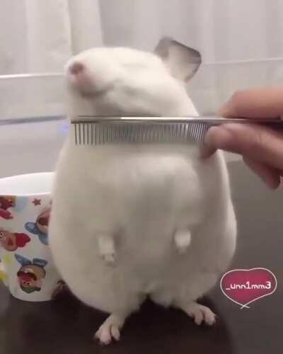 This absolute unit of a rodent.