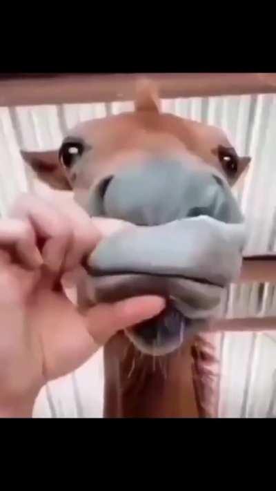 Your horse is: so scary I’m gonna piss my pants