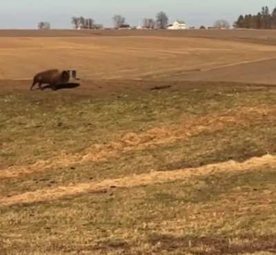 🔥 Meet Our Spirited Young Herd Bull, Joyfully Bouncing Around the Pasture While We Work on the Fence! Unbothered and Full of Life, He's the Heart of the Ranch!