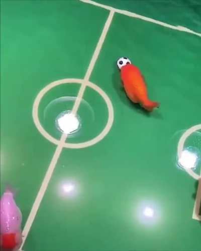 Fish playing soccer...