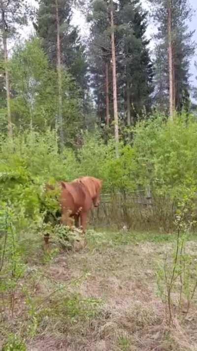 If you gotta itch, you gotta scratch...