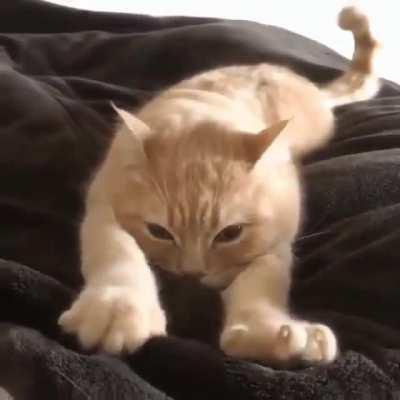 Happy Kitty Making Biscuits