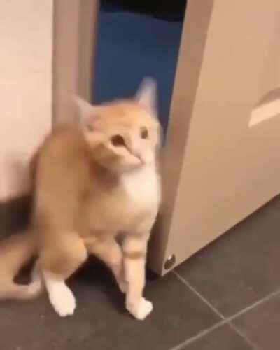 Cat with some habits