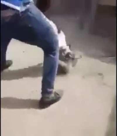 O cachoxo esticou lek