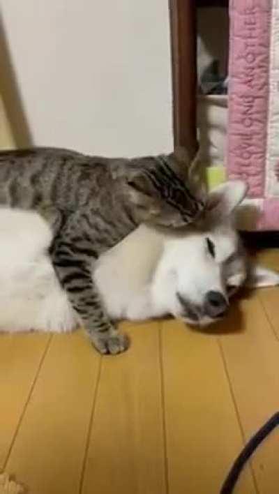 Моя собака!