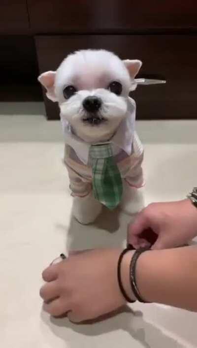 Cachorro escolhendo sua própria roupa
