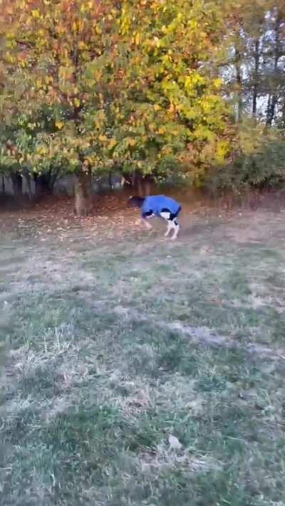 Free to run around zoomies