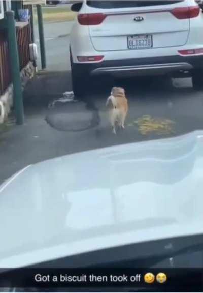 Dog waiting in line at the drive-thru.