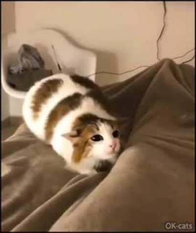 Time For The Wiggle Wiggles!