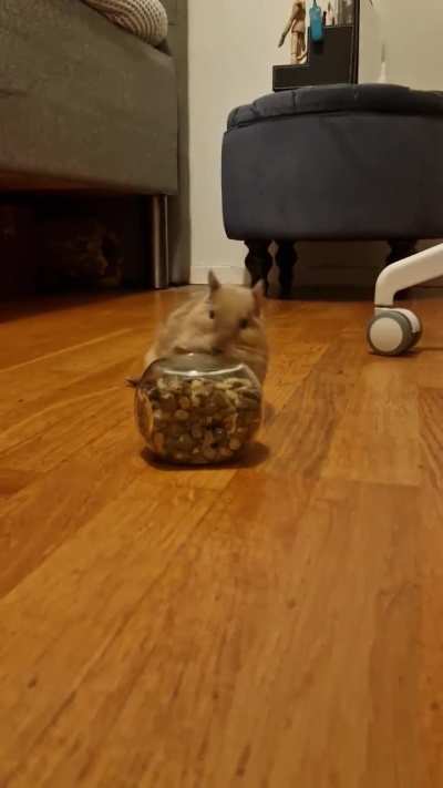 My degu have learnt to open jars on her own