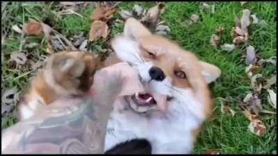 sPaWn oF tHe DeViL mAnIaCaLlY lAuGhS wHiLe ToRtUrInG aN iNnOcEnT hUmAn