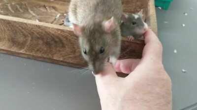 Were these baby rats imitating their mother? Maybe! Rats DO learn behaviors from other rats by observation and imitation. For example. rats learned to avoid candle flames and push a joystick to obtain a reward by observing other rats. Rats can also learn 