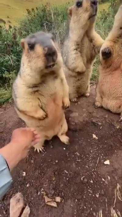 Get your hands of me, heathen!