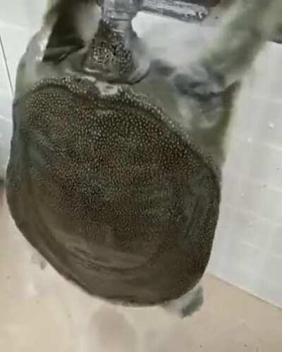 Thanks, I hate turtles