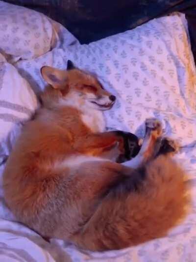 Growing up with a fox