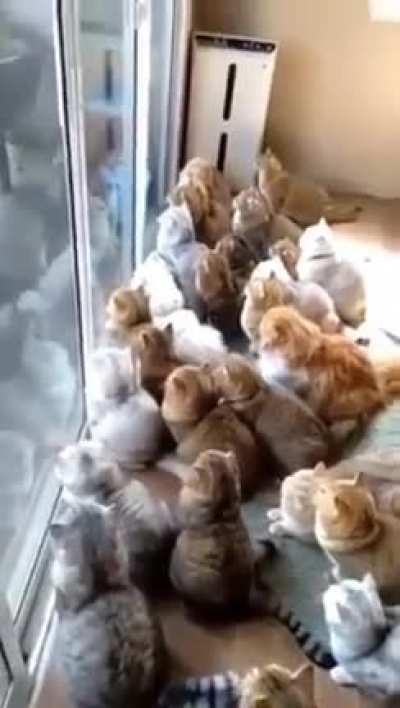 Birds Entertaining a Cat Captive Audience