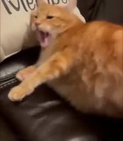 ChOnKy BOy Gets DraGGed To HIs deAth -- [WaRNiNG: ExTReME anIMal CrueLTy]