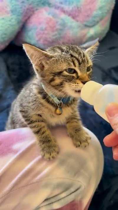 Do these count as airplane ears?