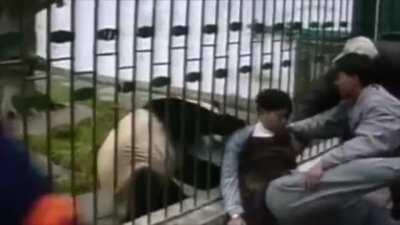 Sitting next to a Panda's cage