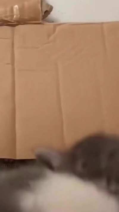 perfectlycutscreams - Video #5877