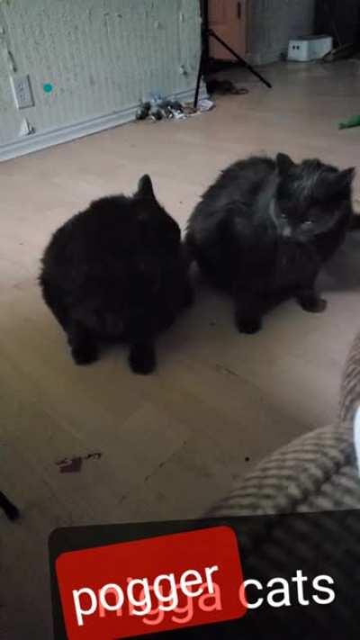 Ok, now thats poggers