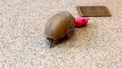 The southern three-banded armadillo and the Brazilian three-banded armadillo are the only species of armadillos capable of rolling into a complete ball to defend themselves. When not threatened, they will scamper around in search of prey. This southern th