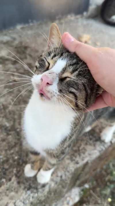 Petting my favorite street cat