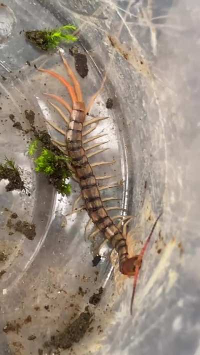 Centipede hunting! (brought one home)