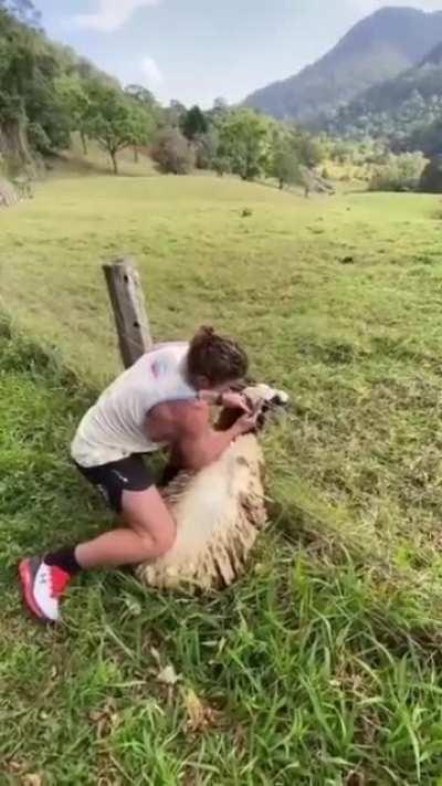 Cruel man puts the sheep's head in the fence and escapes