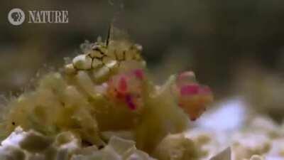 This tiny crustacean is the Boxer crab. It has a very unorthodox way to protect and defend itself, it wards off attack using toxic sea anemones clenched in its tiny claws like a boxing gloves. Waving the sea-anemone in forward punching motion & the an