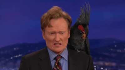 Conan O'brien face when he heard about the raw power of that parrot beak
