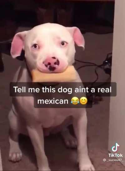 Mexican dog