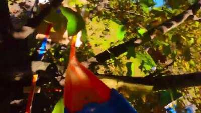 Hot Wheels Backyard Tree Track with Gondola