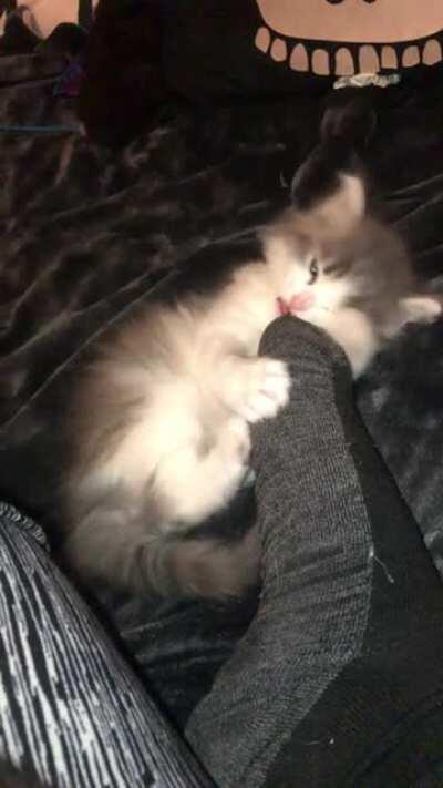 Lady Lavender Locked Up. Crime: She eatz the feetz