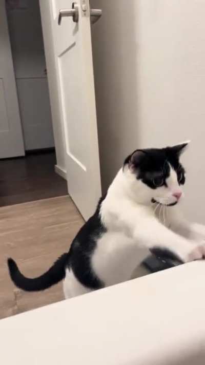 Does your cat also fear water?