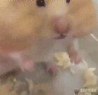You need to see this hamster today