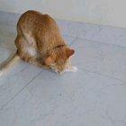 Malfunctioning cat.exe